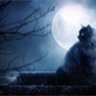 Moonlight Cat