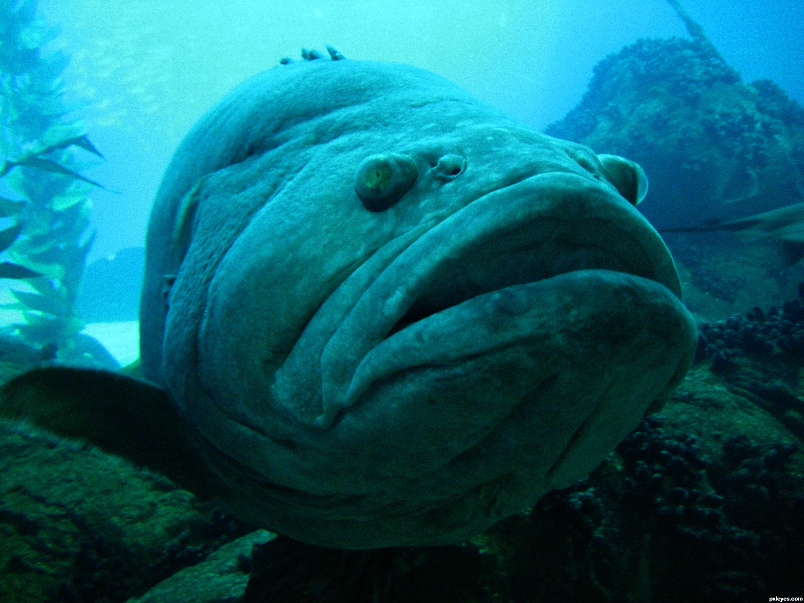 Big-Fish-4d192080b769c_hires.jpg